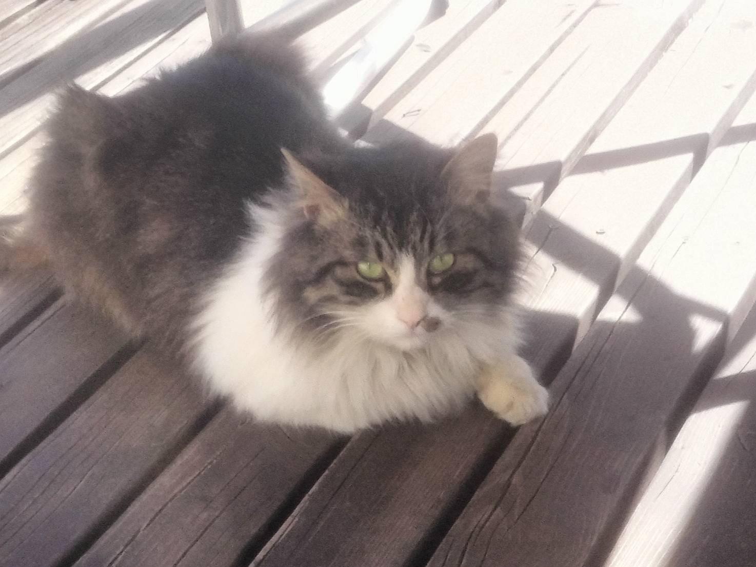 目撃された猫 目撃された猫
