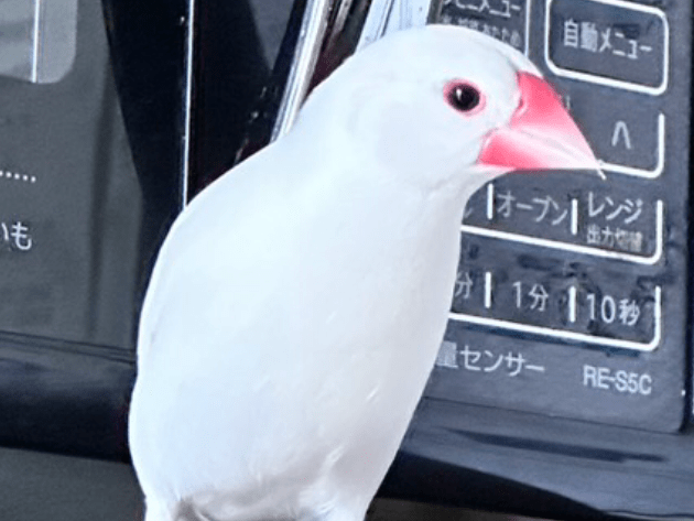ぴーちゃん ぴーちゃん