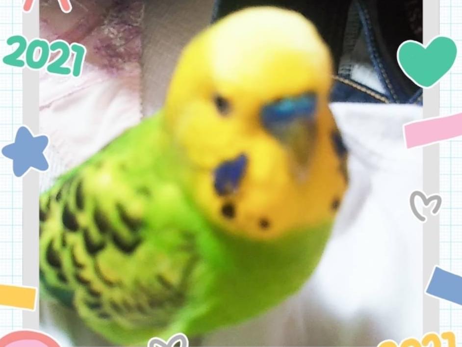ピイピイちゃん ピイピイちゃん