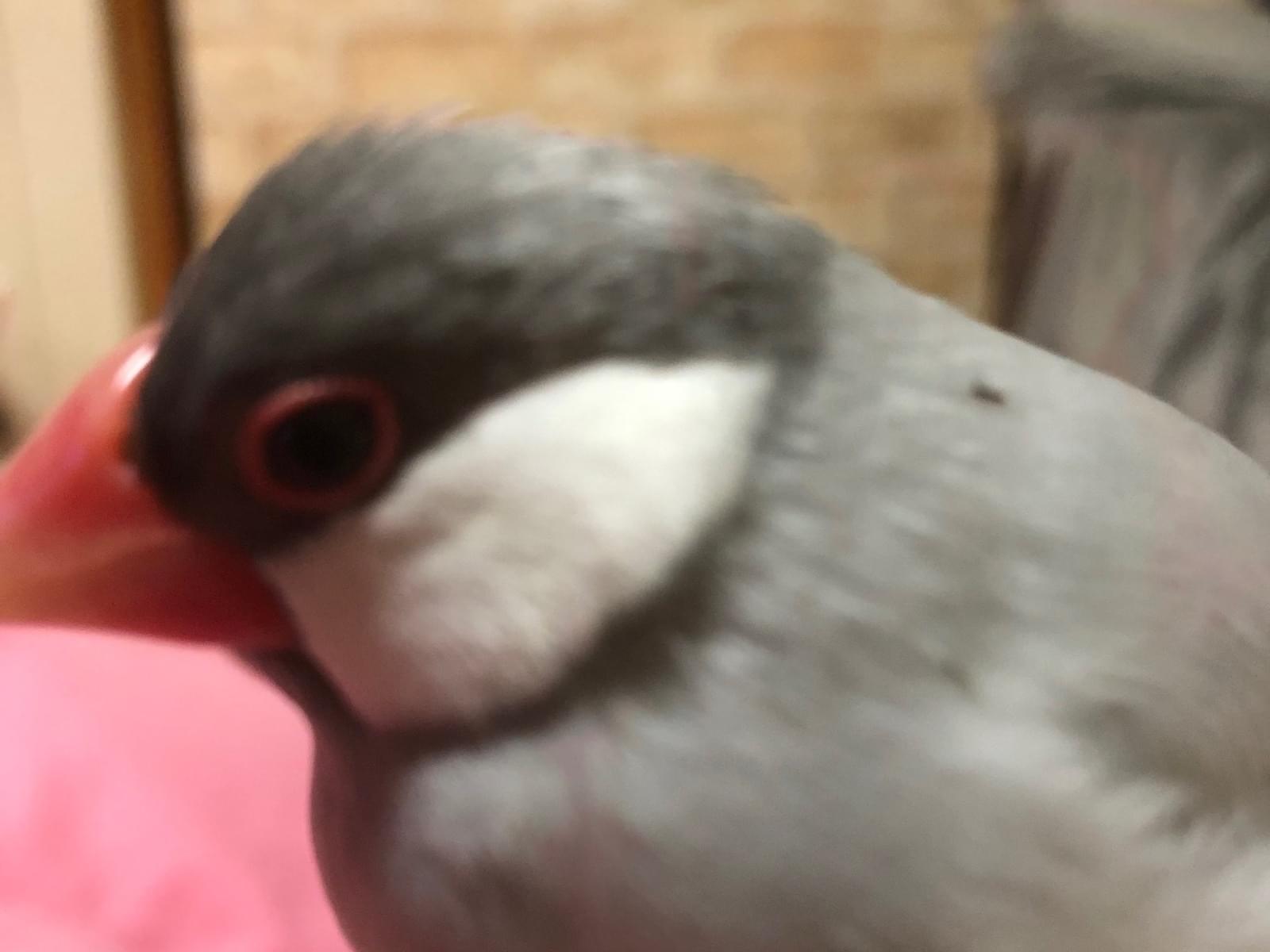 あんこちゃん あんこちゃん