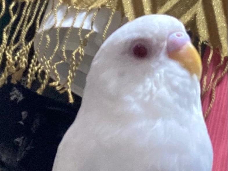 ルビちゃん ルビちゃん