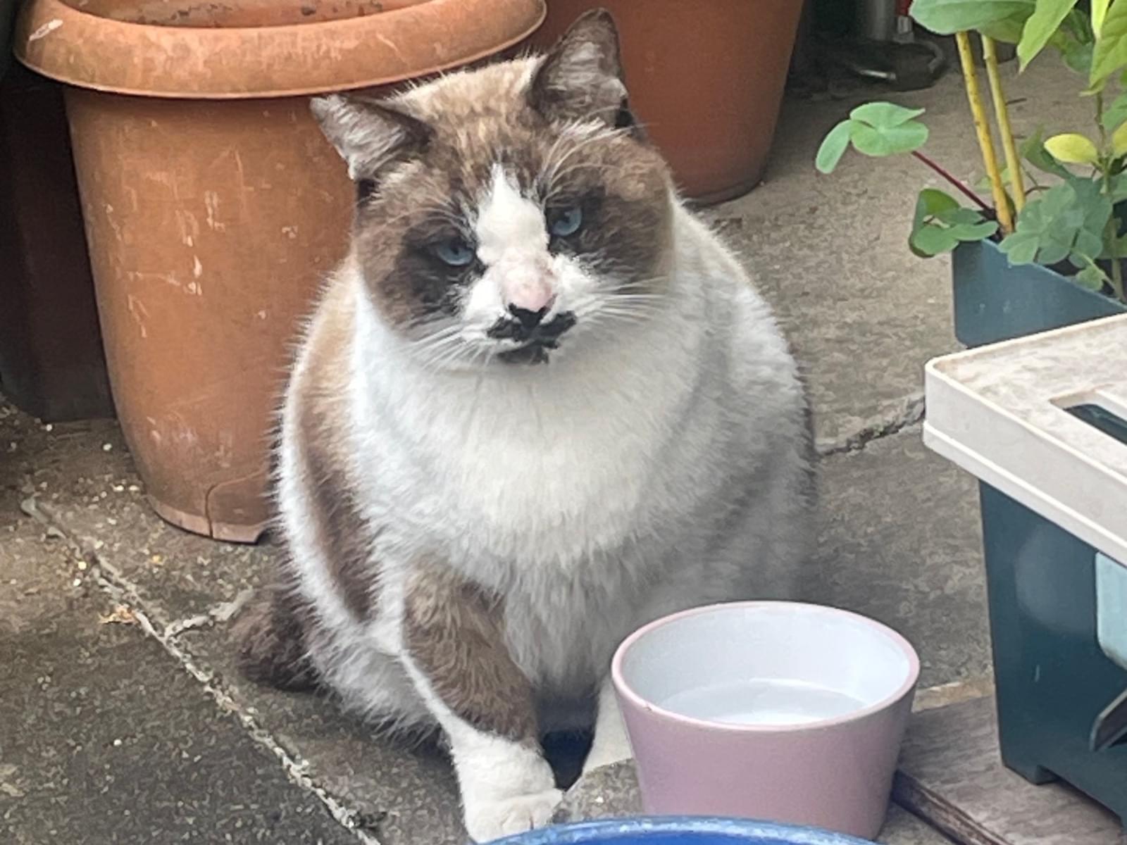 目撃された猫 目撃された猫