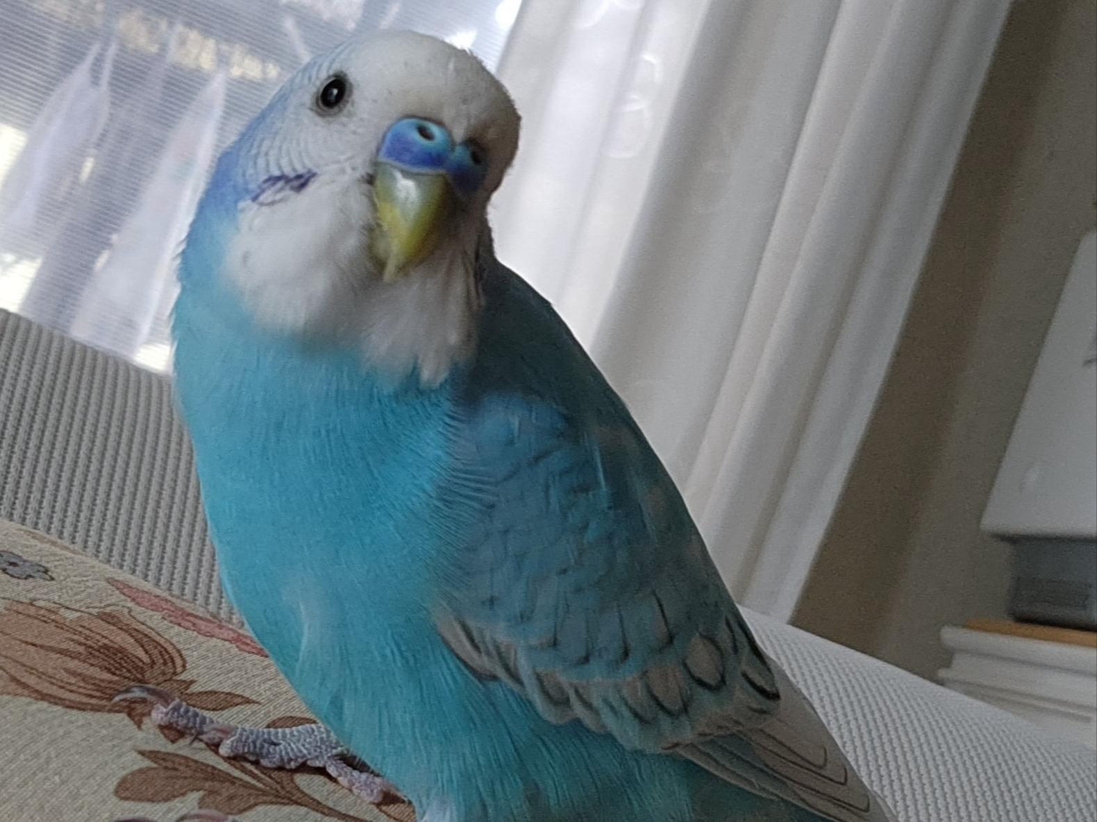 りんちゃん りんちゃん