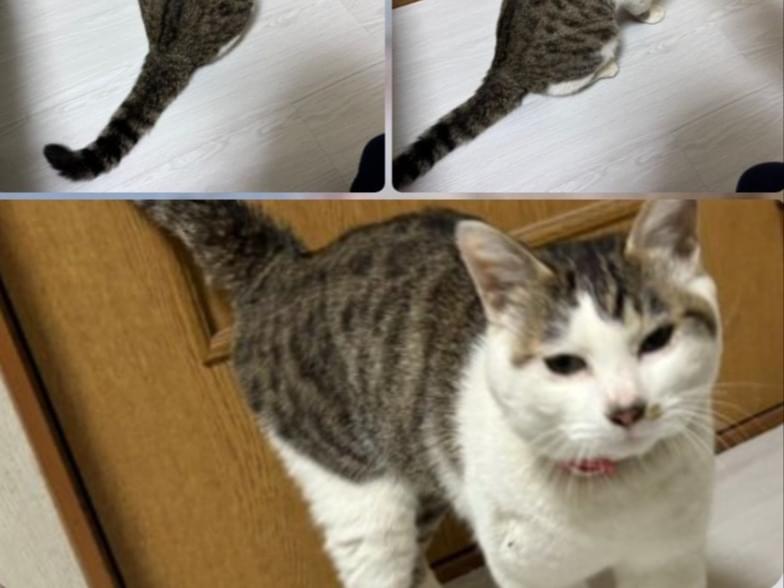保護された猫 保護された猫