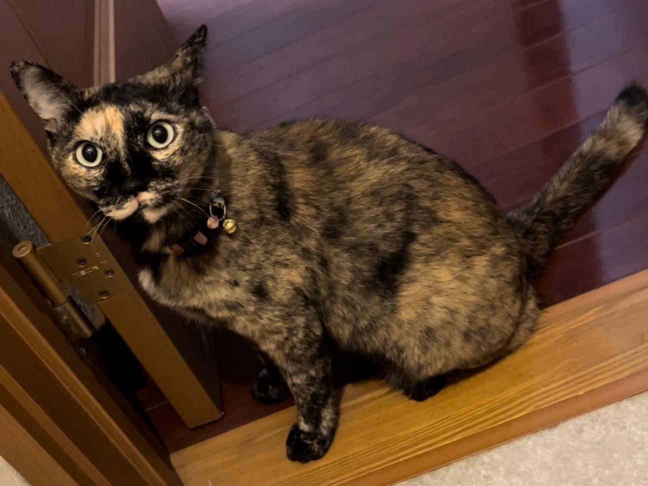 くろちゃん くろちゃん
