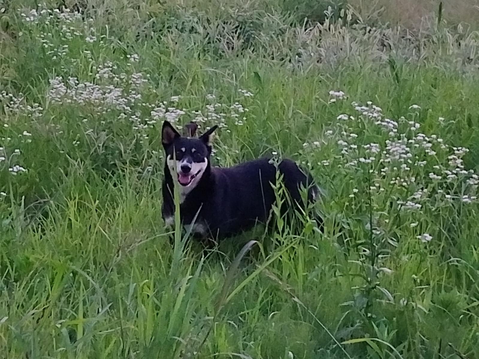 目撃された犬 目撃された犬