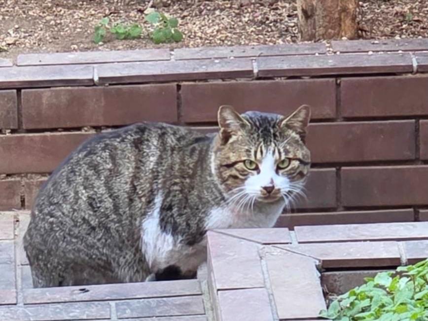保護された猫 保護された猫