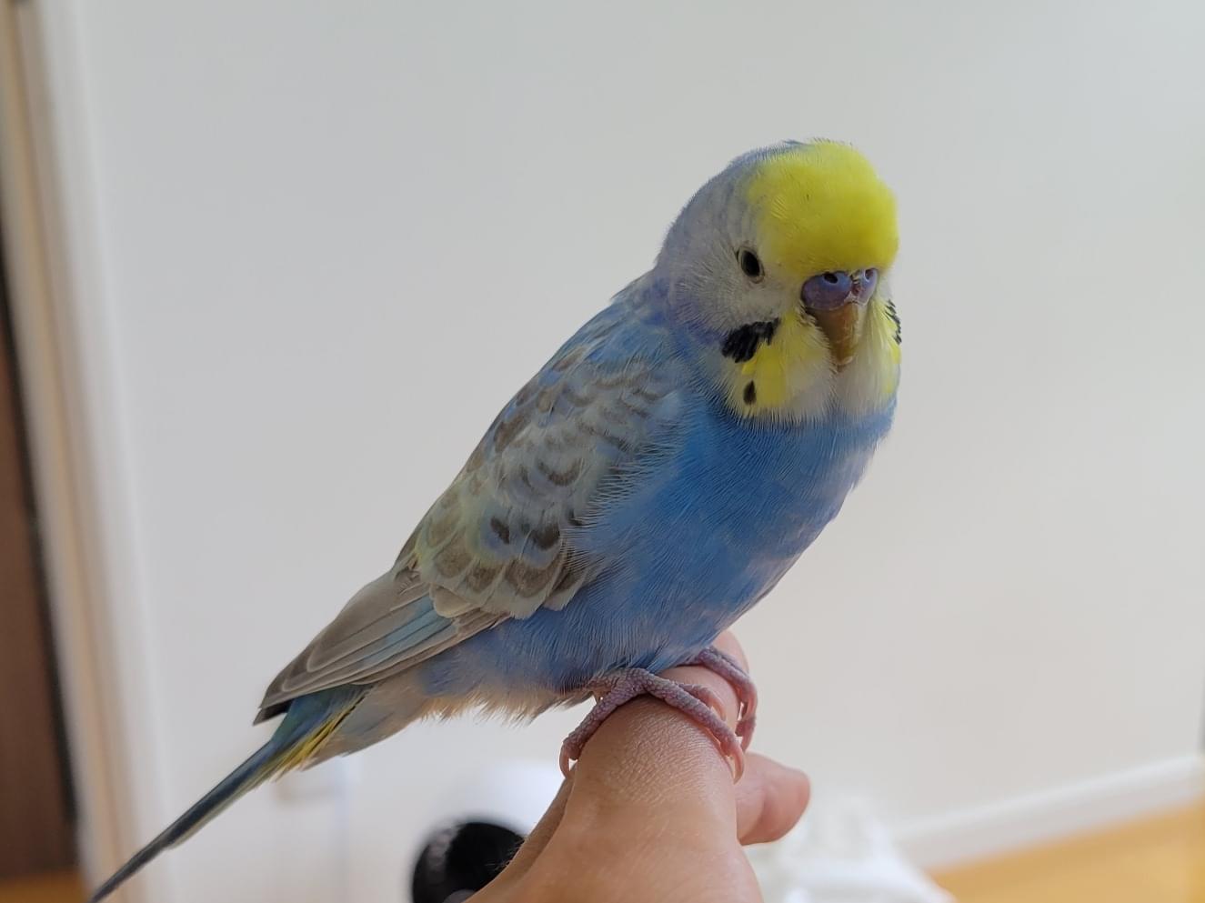 保護された鳥 保護された鳥