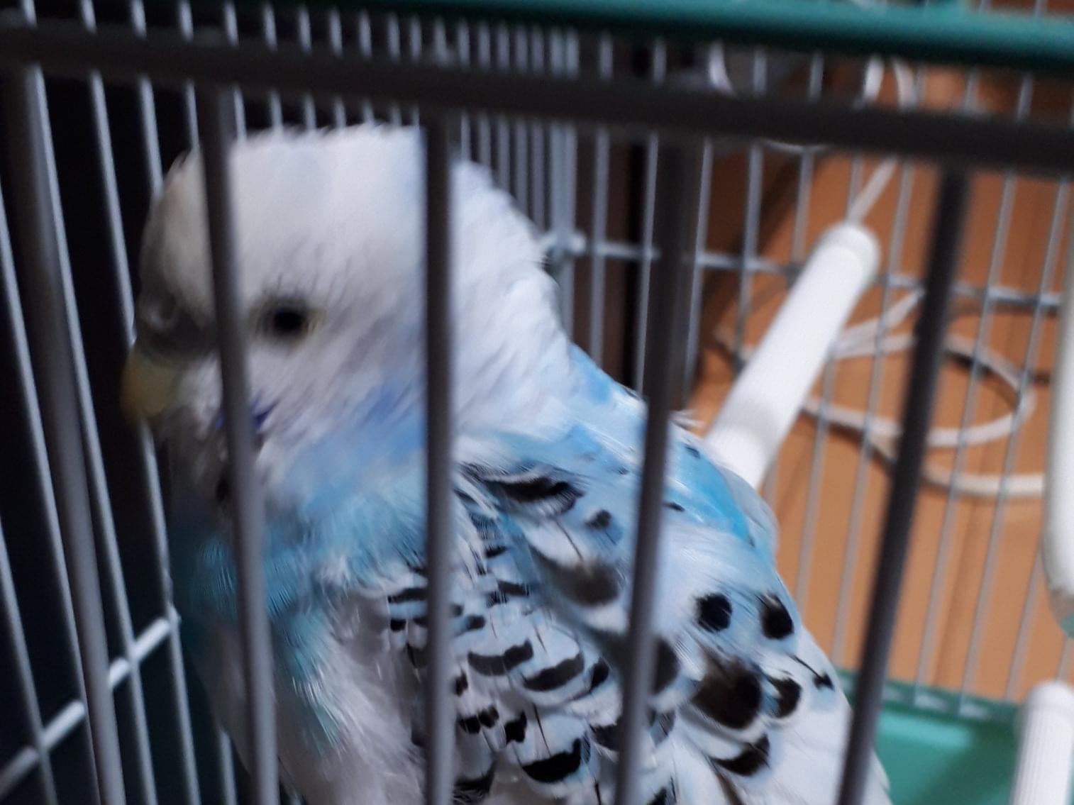 保護された鳥 保護された鳥