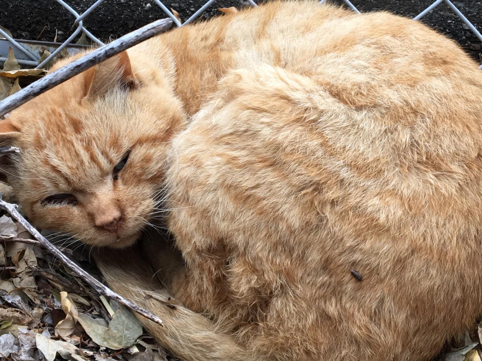 目撃された猫 目撃された猫