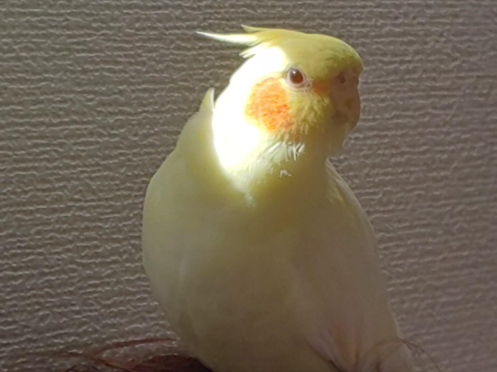 ふうたちゃん ふうたちゃん