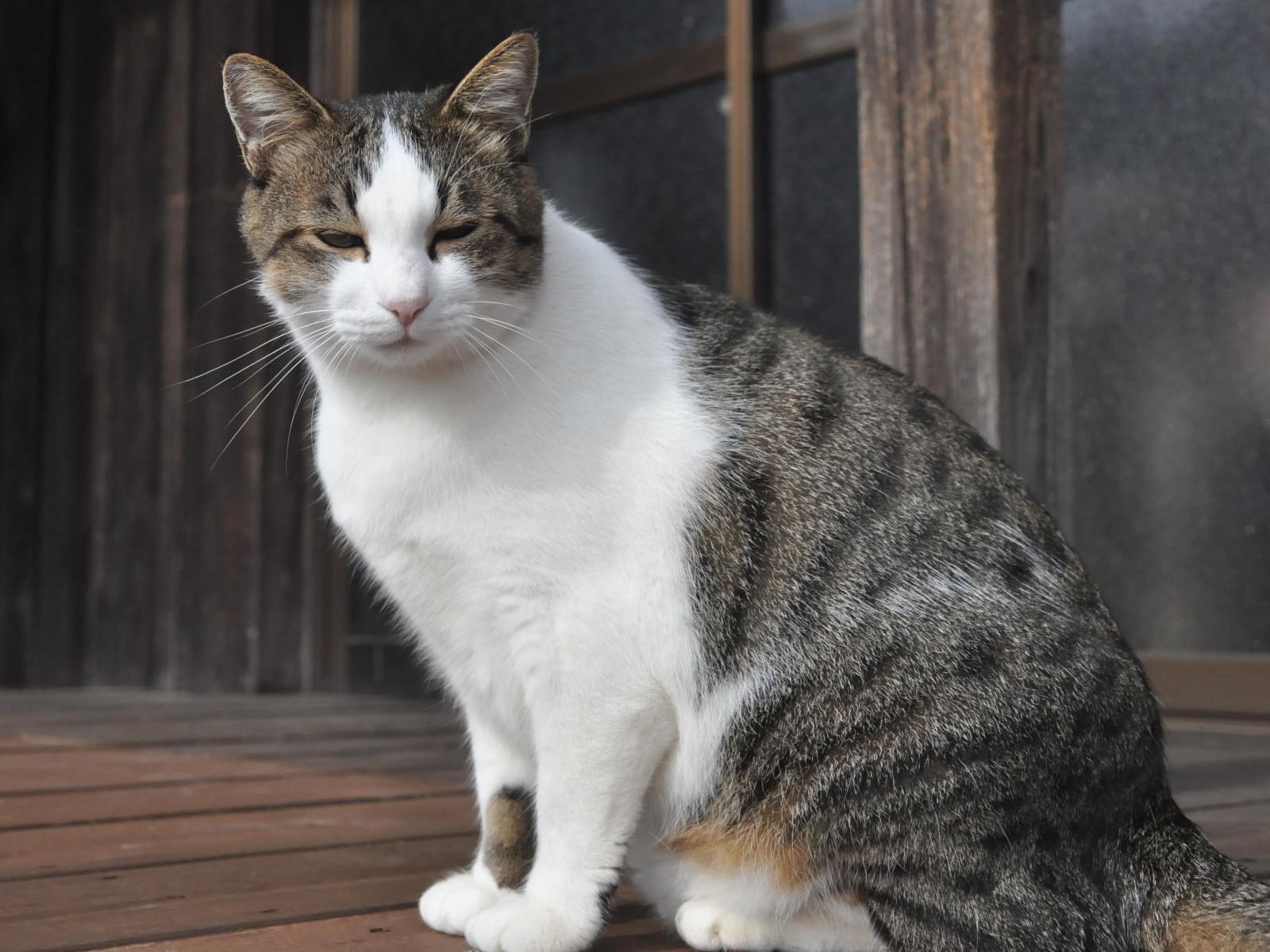 こまちゃん こまちゃん