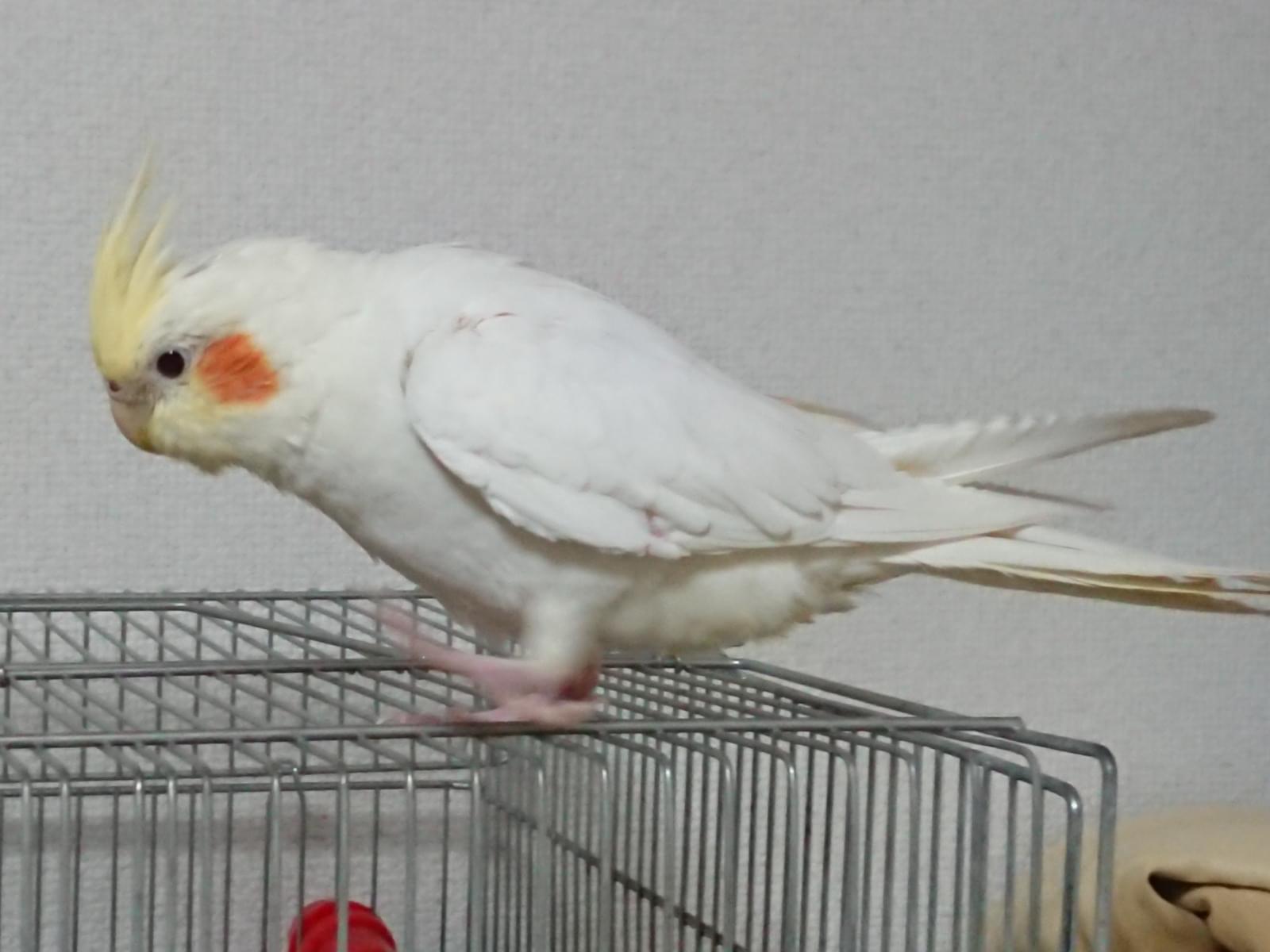 ピノちゃん ピノちゃん
