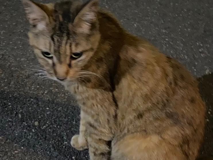 目撃された猫 目撃された猫