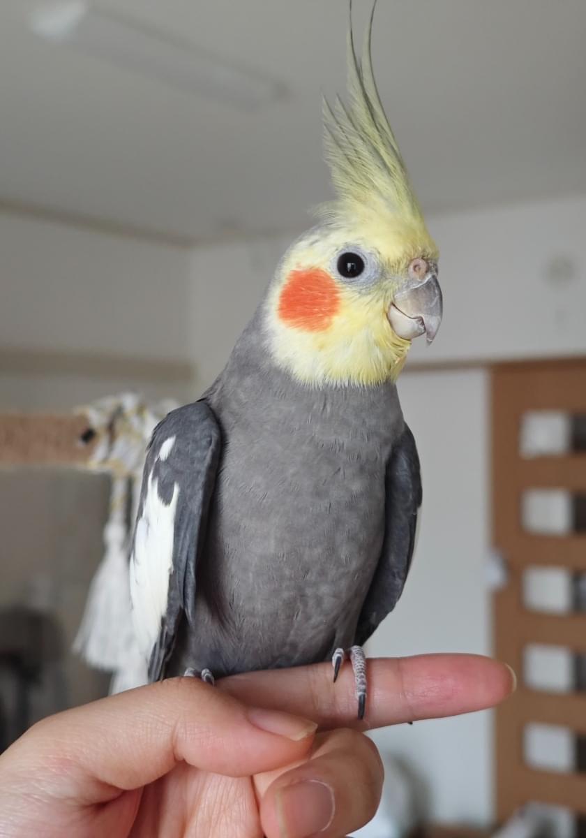 オカメインコ探しています(色はノーマル)