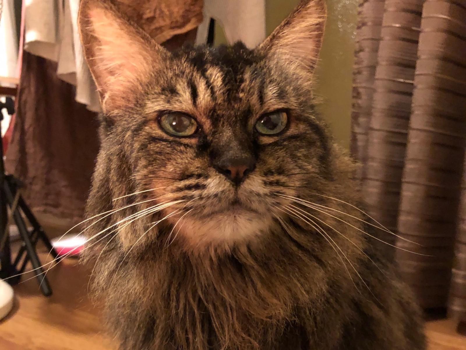 おにょこちゃん