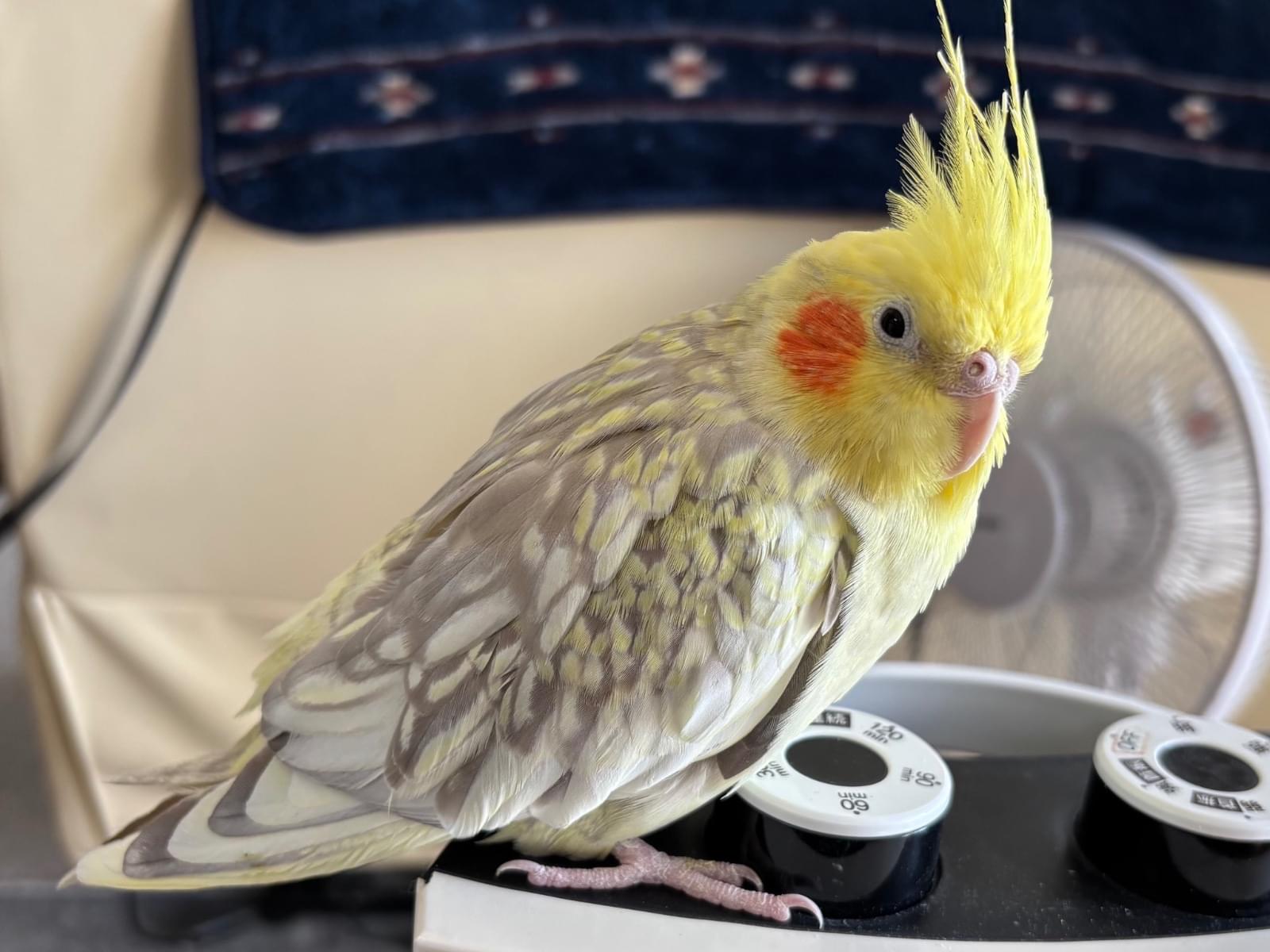 ベッカムちゃん ベッカムちゃん