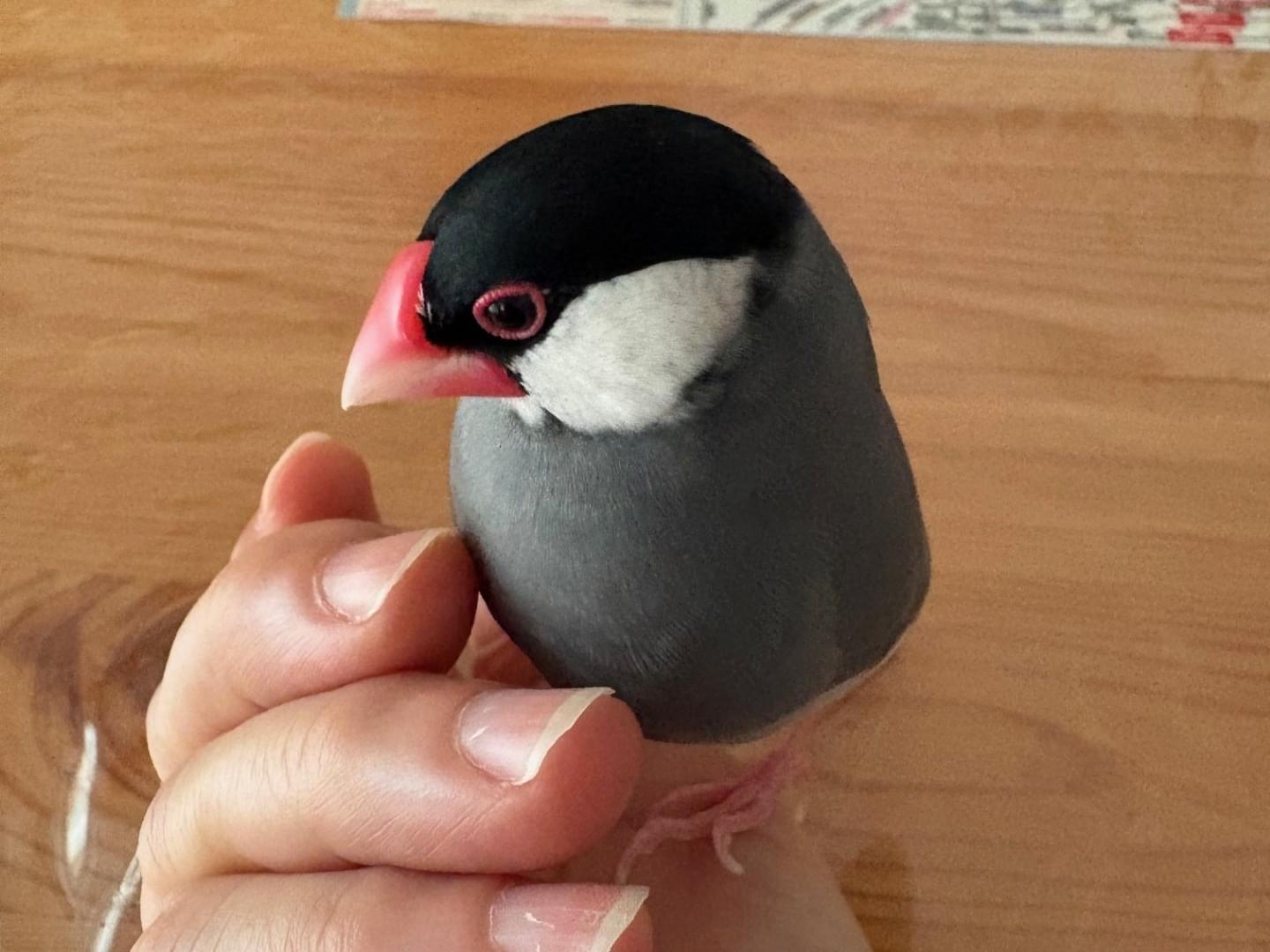 ぴーちゃん