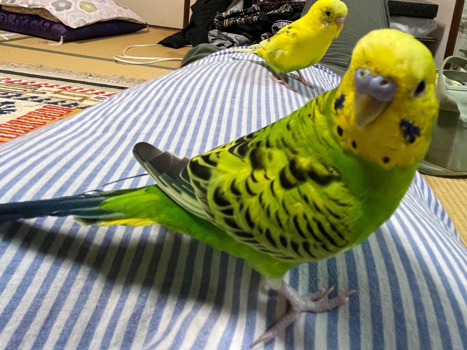 ロロちゃん