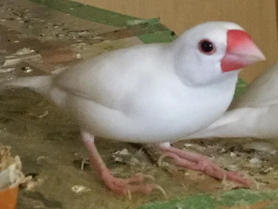セブンちゃん セブンちゃん