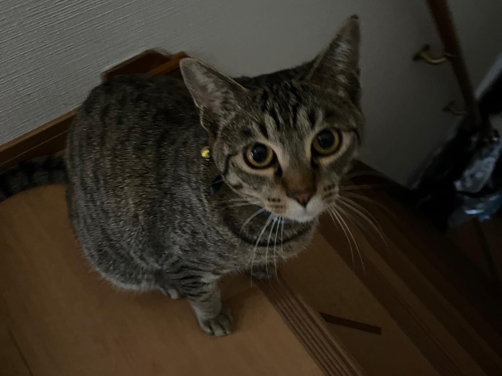 ふくちゃん ふくちゃん