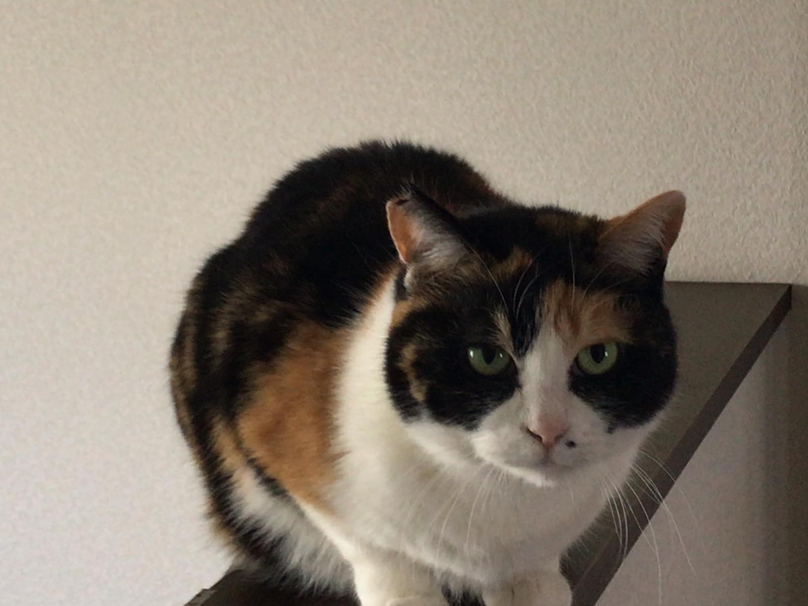 さくらちゃん さくらちゃん