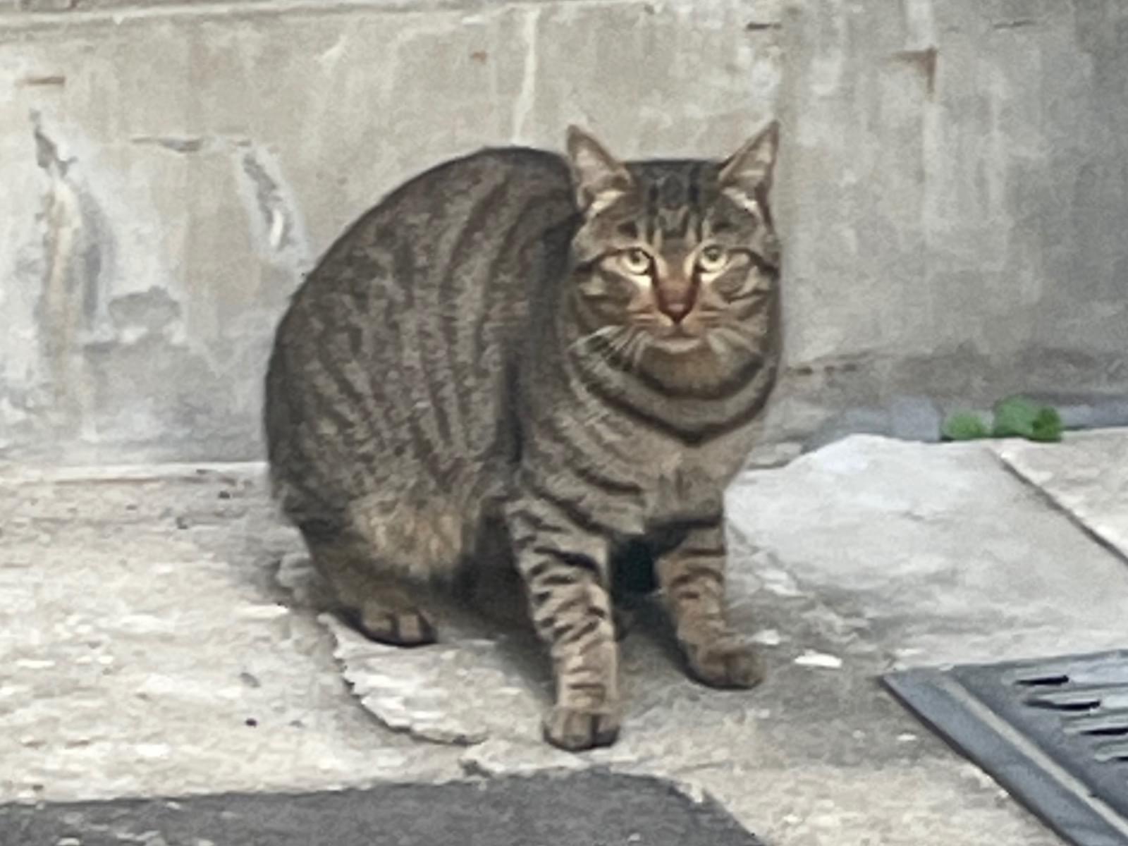 目撃された猫 目撃された猫
