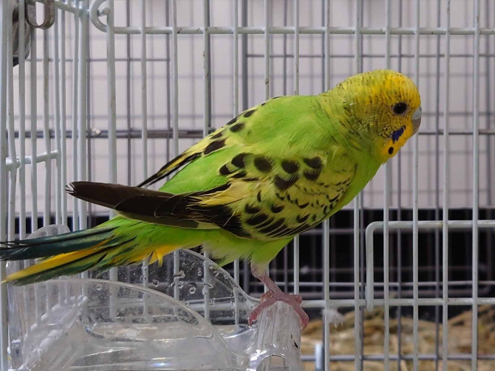 保護された鳥 保護された鳥