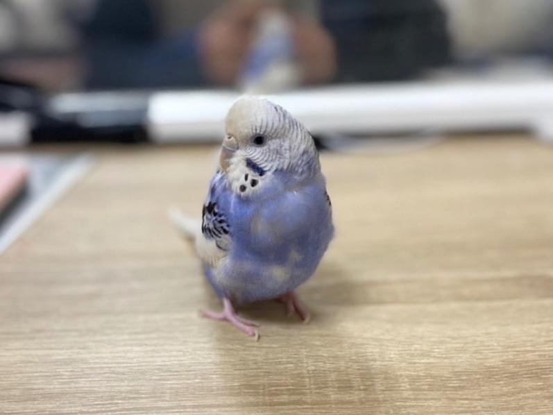ココちゃん ココちゃん
