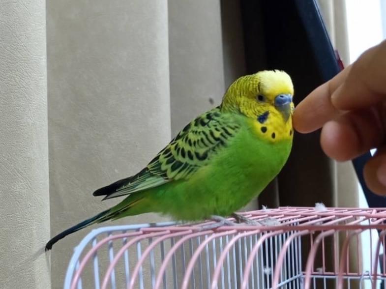 ぴーすけちゃん ぴーすけちゃん