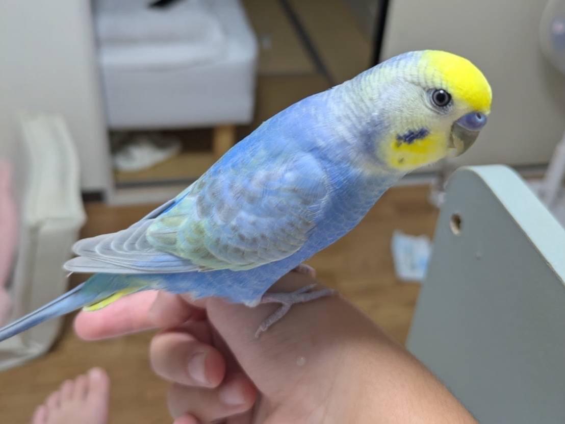 ミントちゃん ミントちゃん