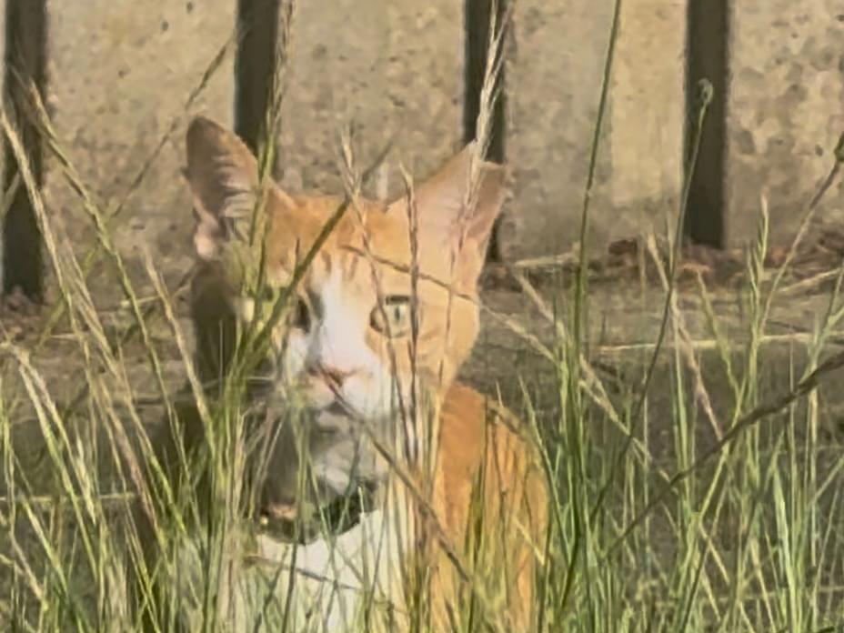 目撃された猫