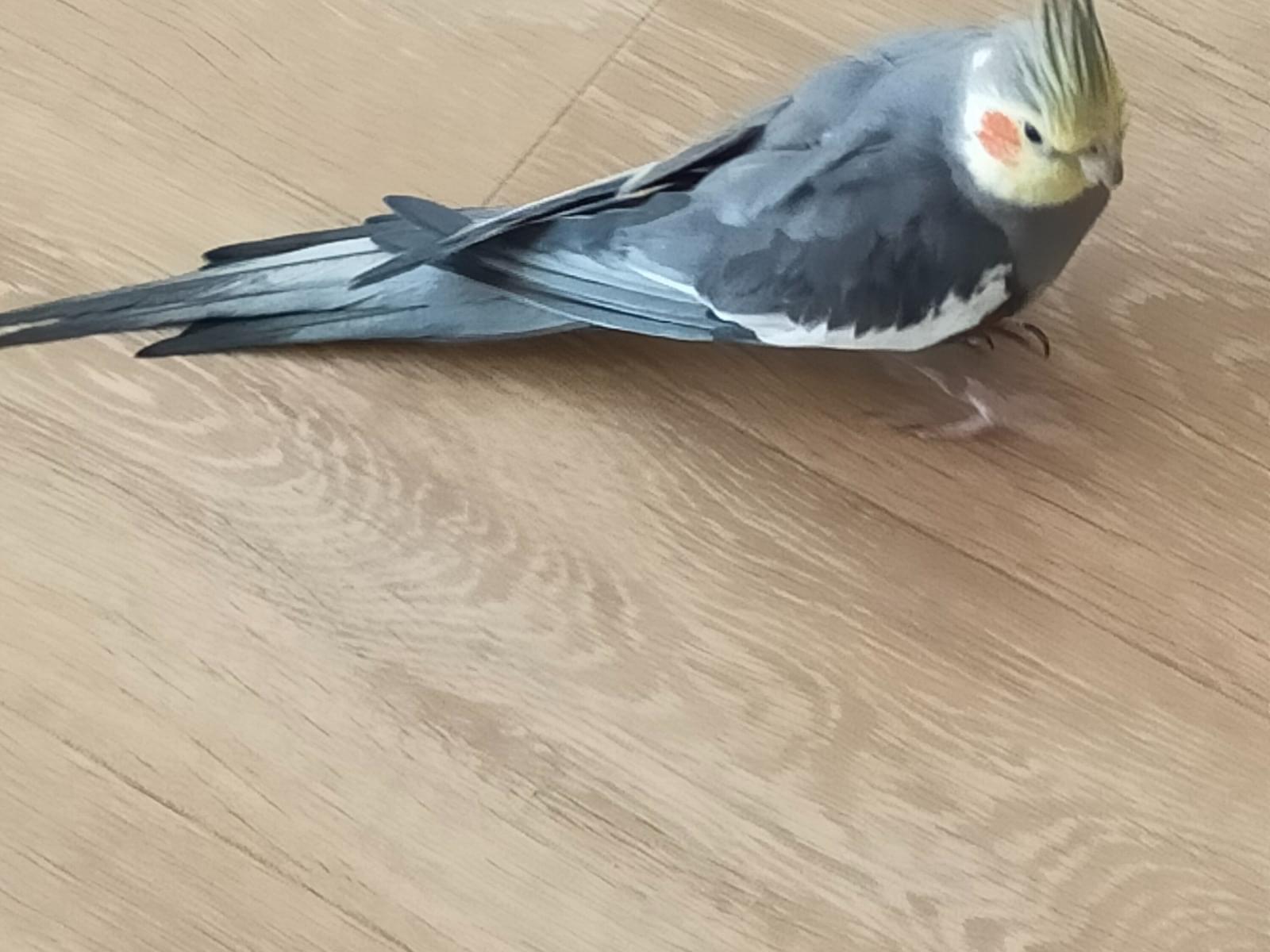 ぐりちゃん ぐりちゃん