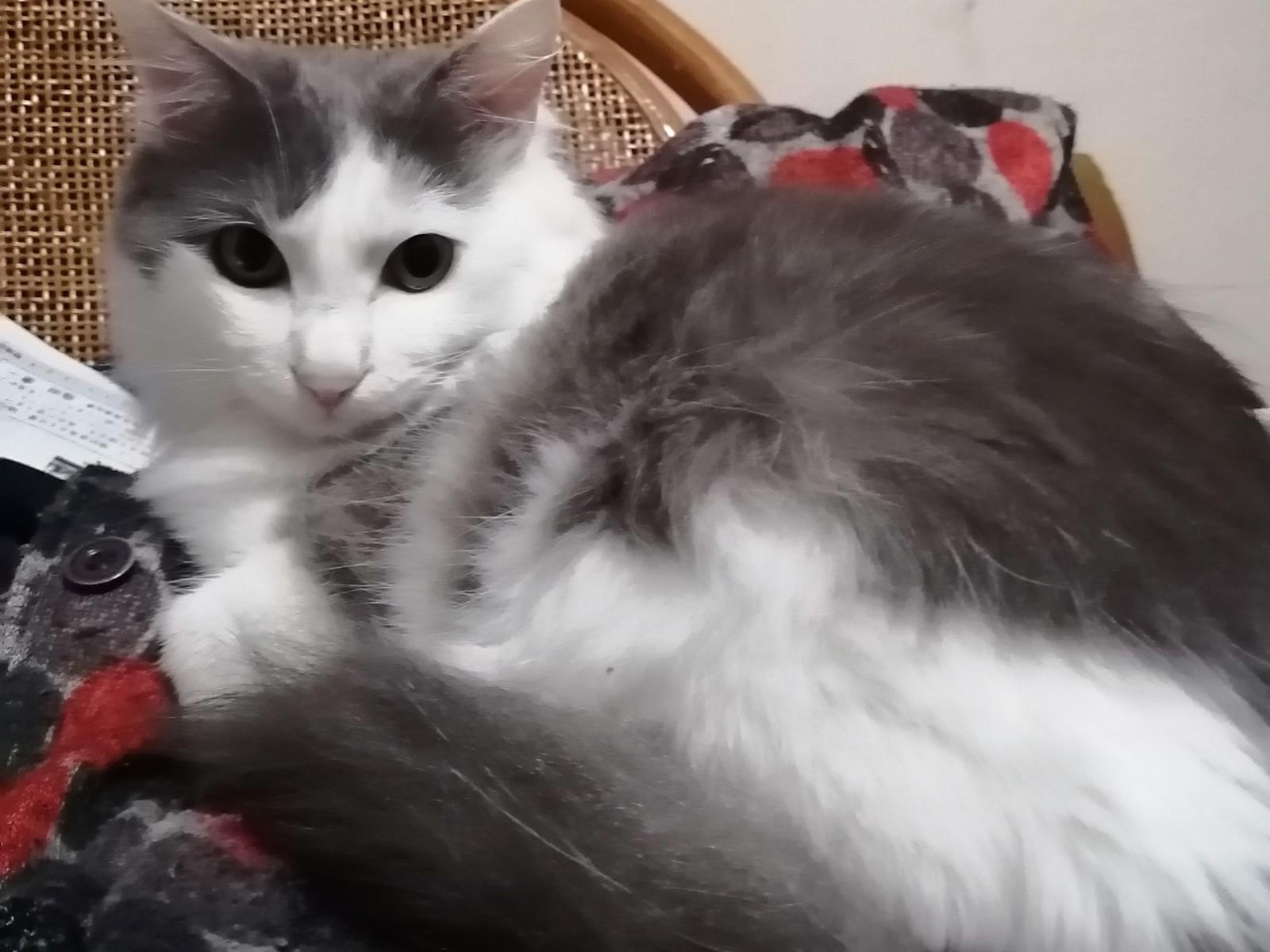 トニちゃん トニちゃん