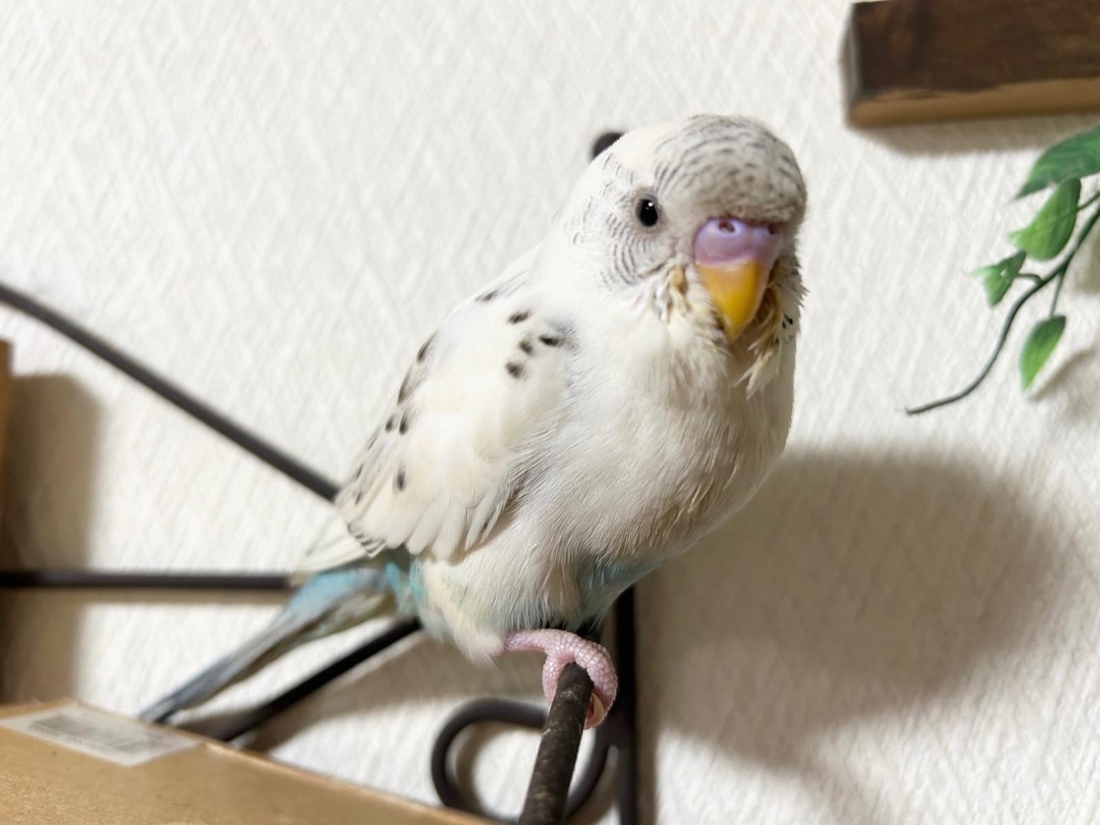 ハルちゃん ハルちゃん