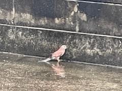 保護された鳥 保護された鳥