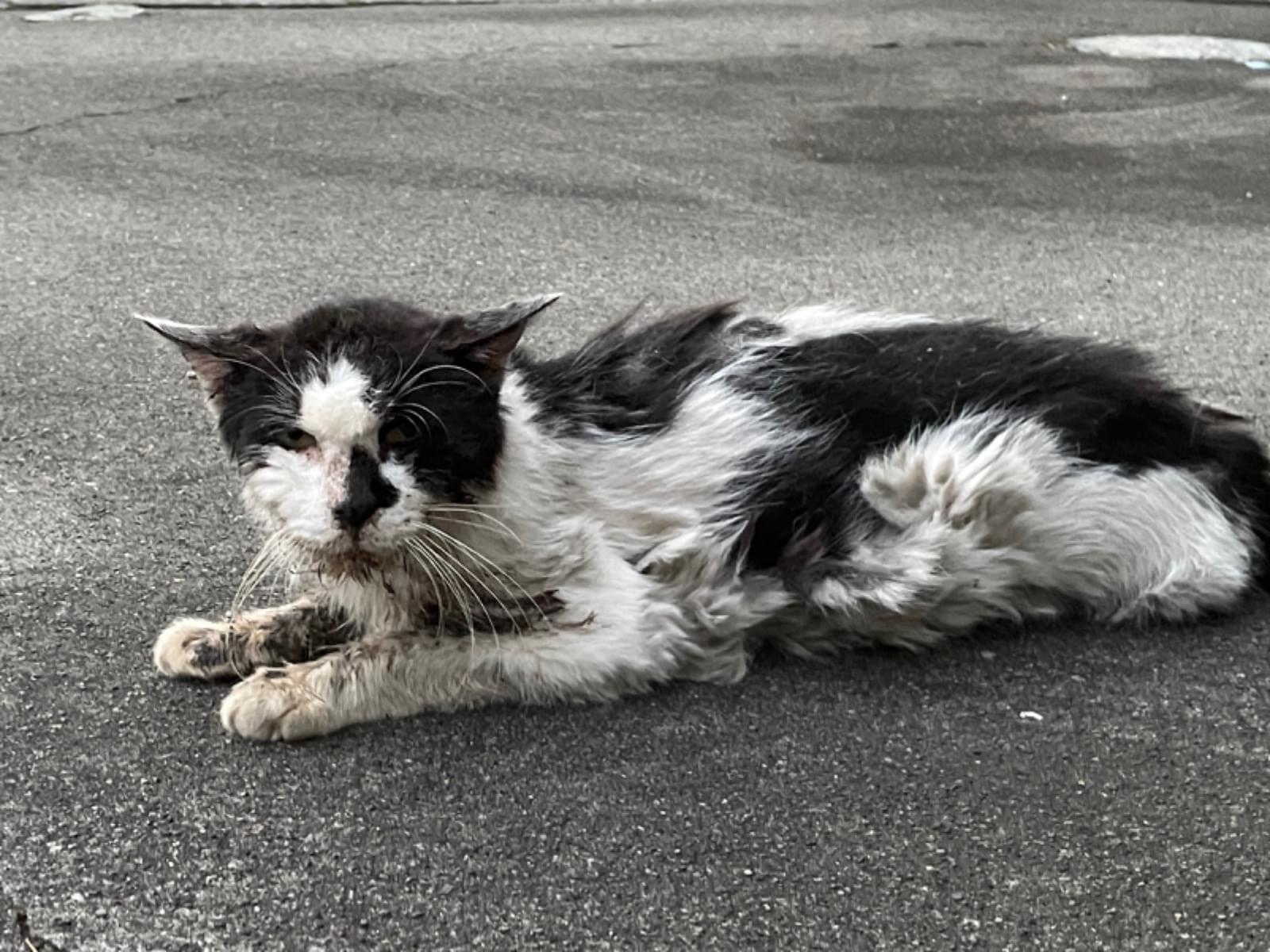 目撃された猫 目撃された猫
