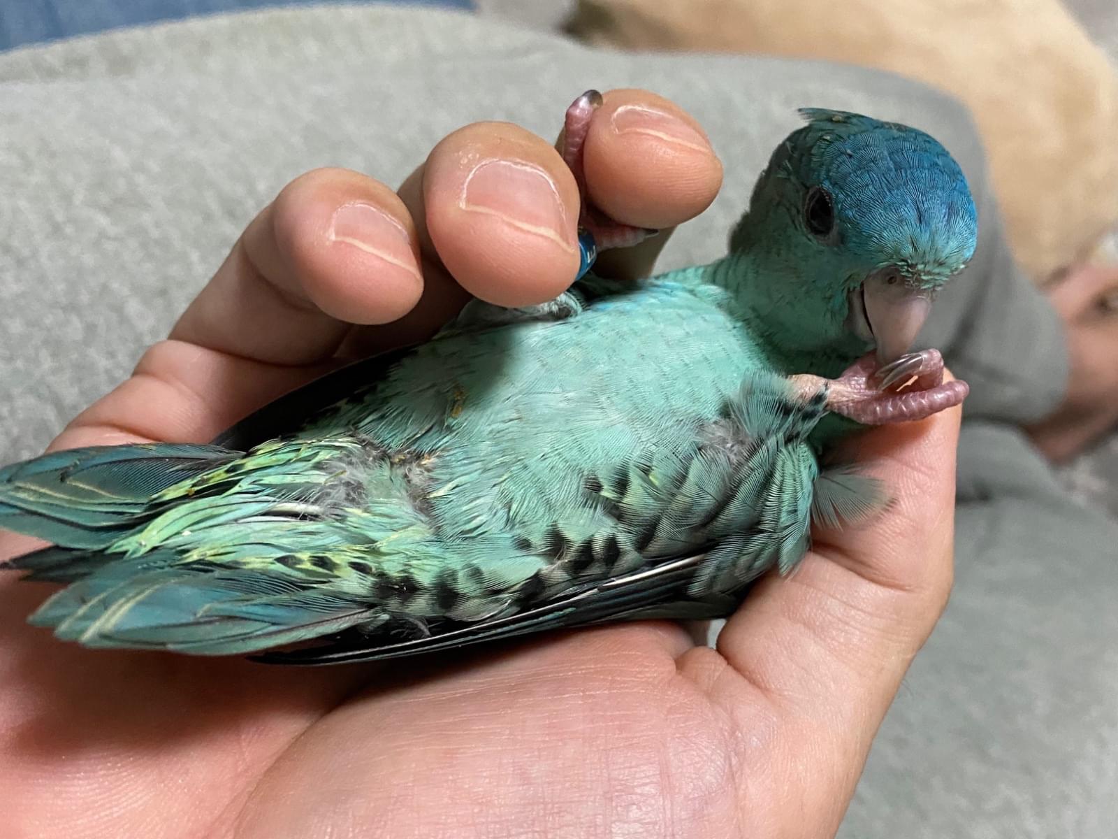 アオちゃん アオちゃん