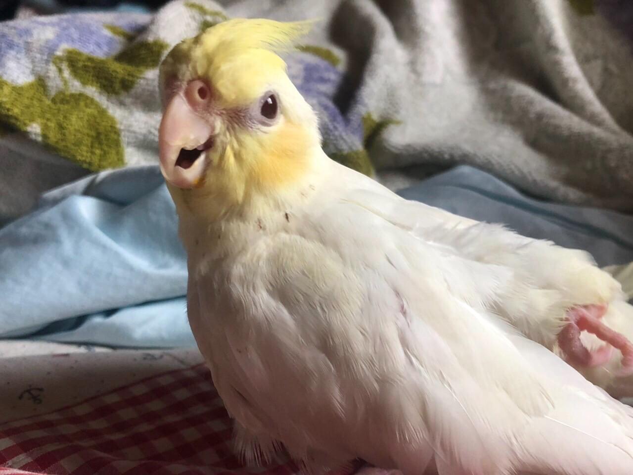 セバスちゃん セバスちゃん