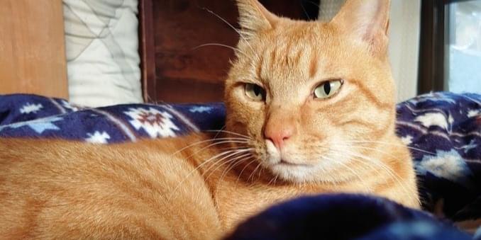 少しまがった短めのしっぽの茶トラ(オス)猫を探しています