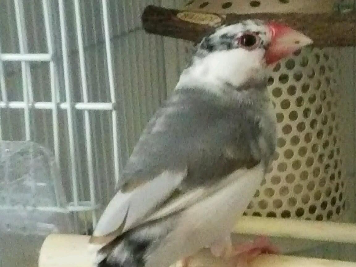 迷子になった鳥 迷子になった鳥