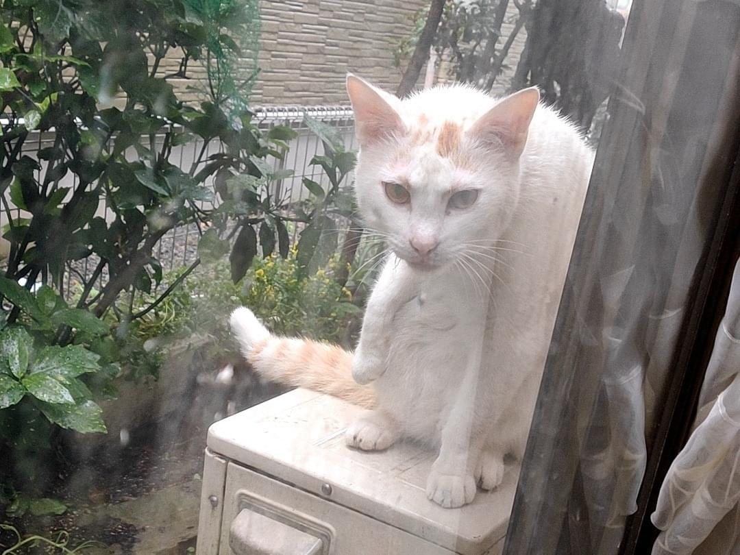 目撃された猫 目撃された猫