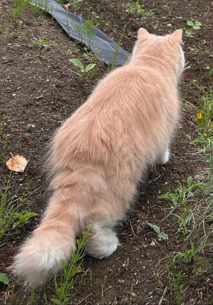 クリーム色の猫を探しています