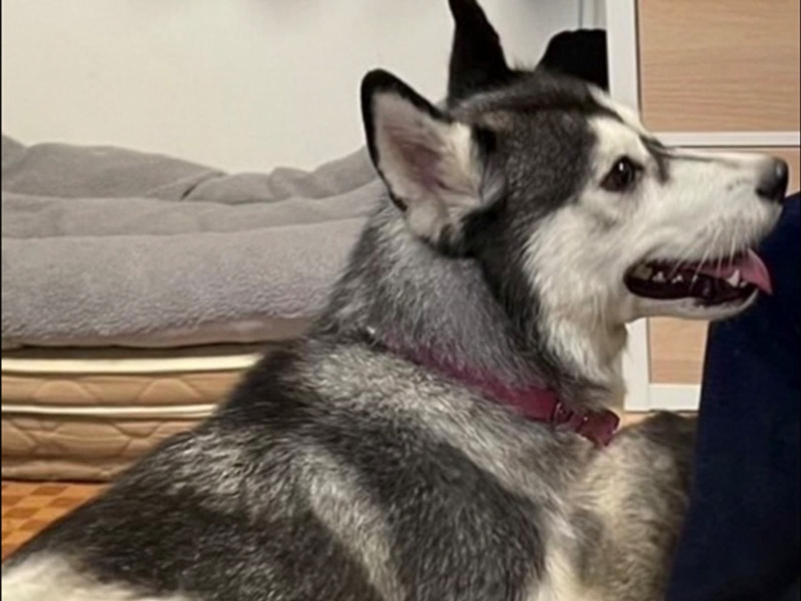 保護された犬 保護された犬