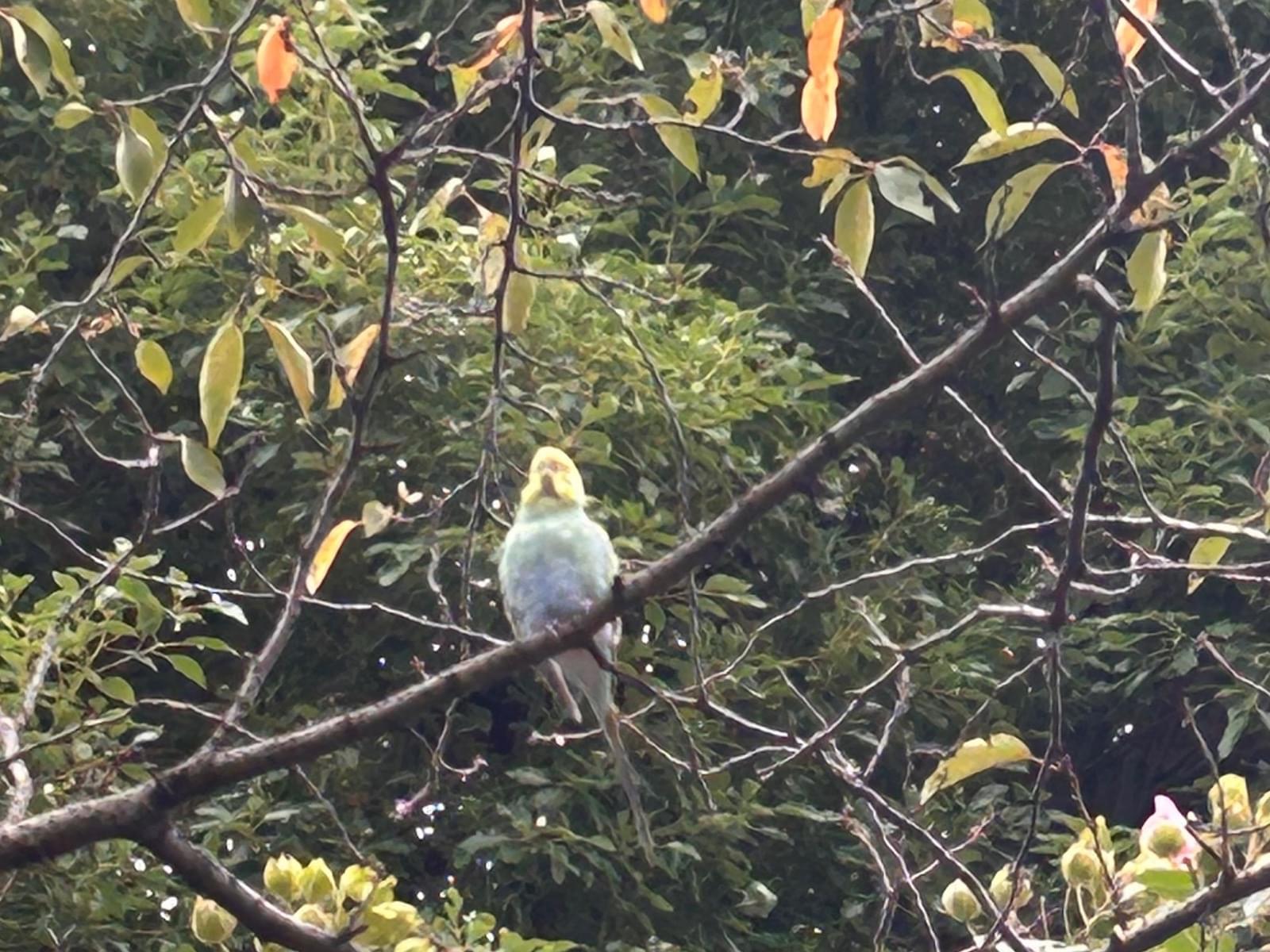 目撃された鳥 目撃された鳥