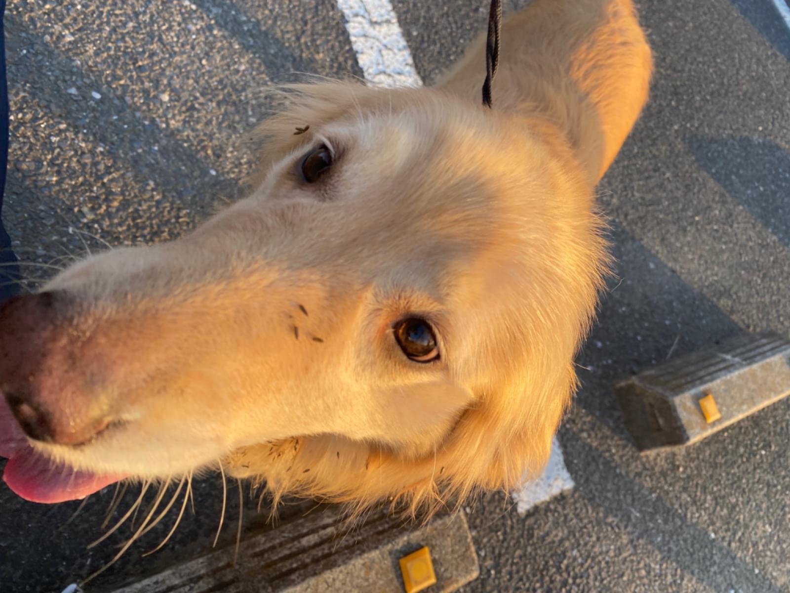 保護された犬 保護された犬