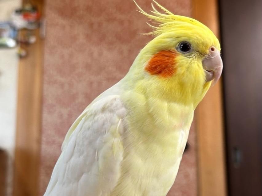 しぐれちゃん しぐれちゃん