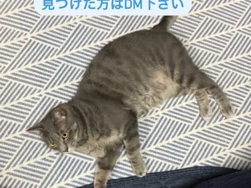 グレーのサバトラ猫を探しています