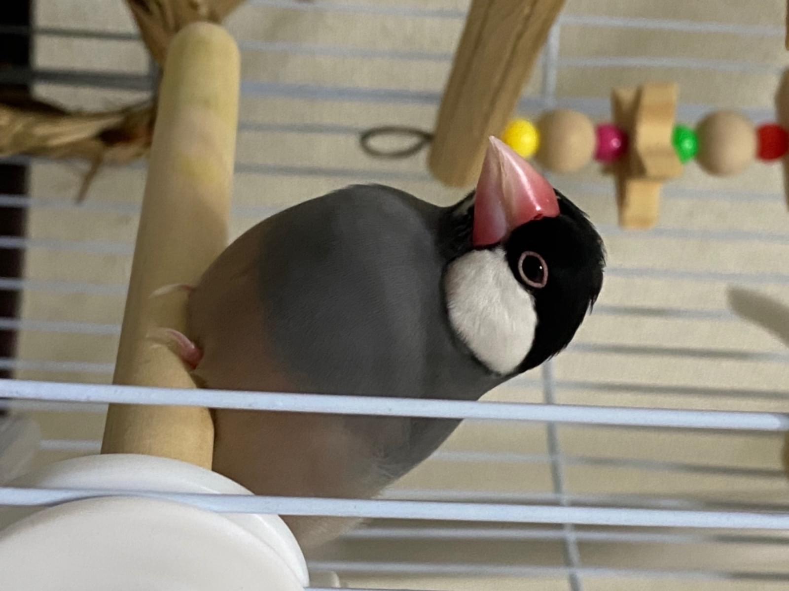 くろちゃん くろちゃん