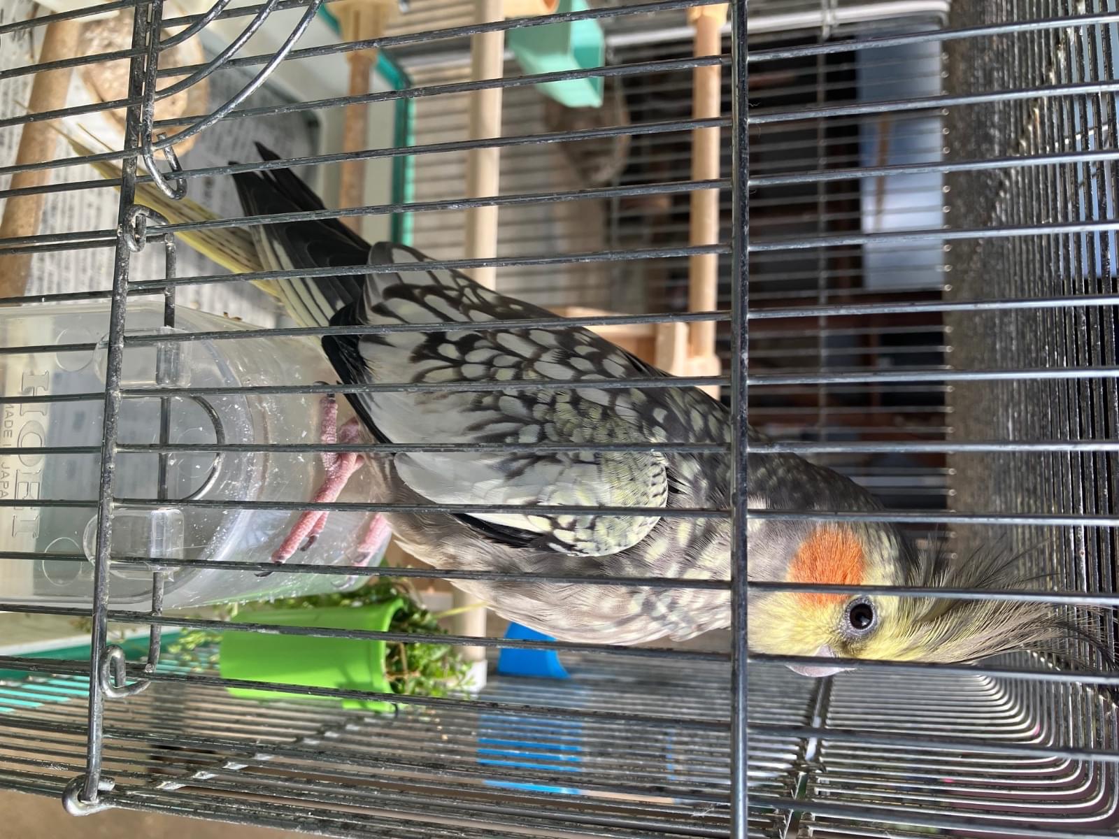 保護された鳥 保護された鳥